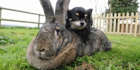 Riesen zečevi: šta je izvanredno kod ove rase